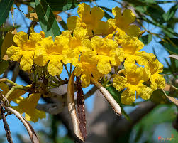 <p>Golden Trumpet Tree</p>