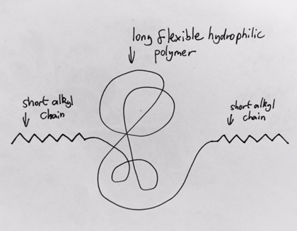 <ol><li><p>Yes</p></li><li><p>Short alkyl chain property:</p><p><em>Non-polar molecule so doesn’t dissolve in water so will want to separate. By moving hydrophobic molecule closer to H20 reduces hydrophobic interactions. </em></p><p><em>Alkyl chains form assemblies/i .e. cluster together -via cross-linking</em></p></li></ol>