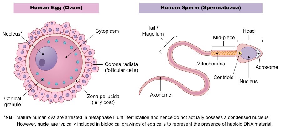 <p>what are the characteristics of male gametes?</p>