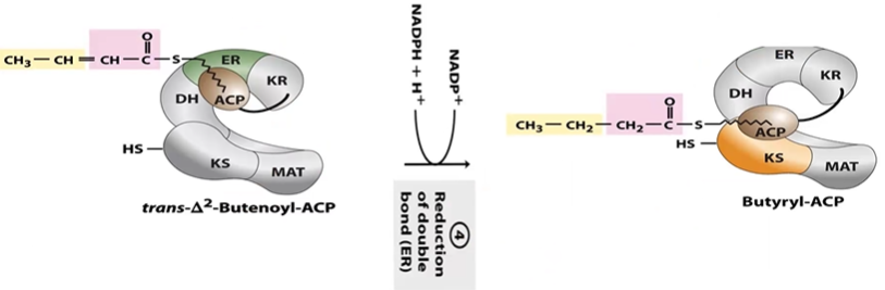 <p>tD2BE-ACP + NADPH &gt; By-ACP (4C sat. chain)</p><p>done in ER</p>