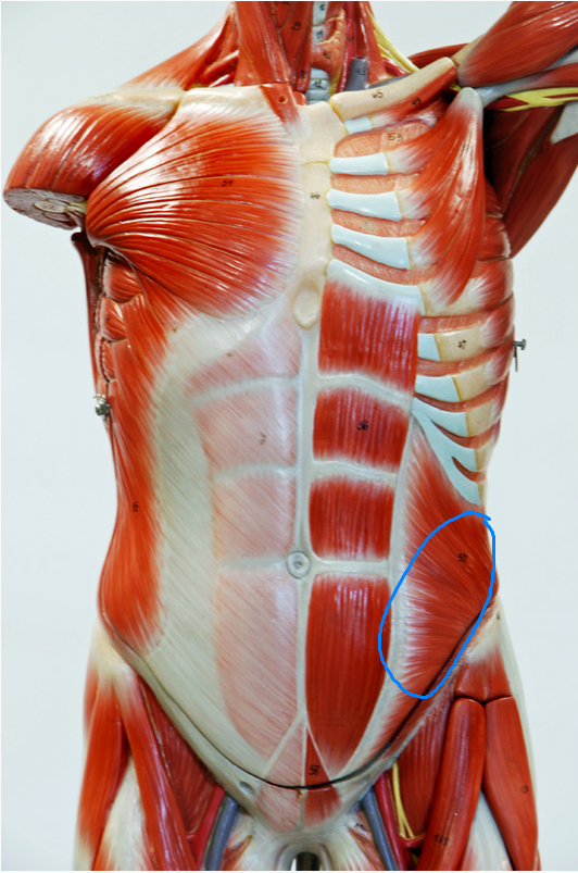 <p>What is the Action of the muscle circled</p>