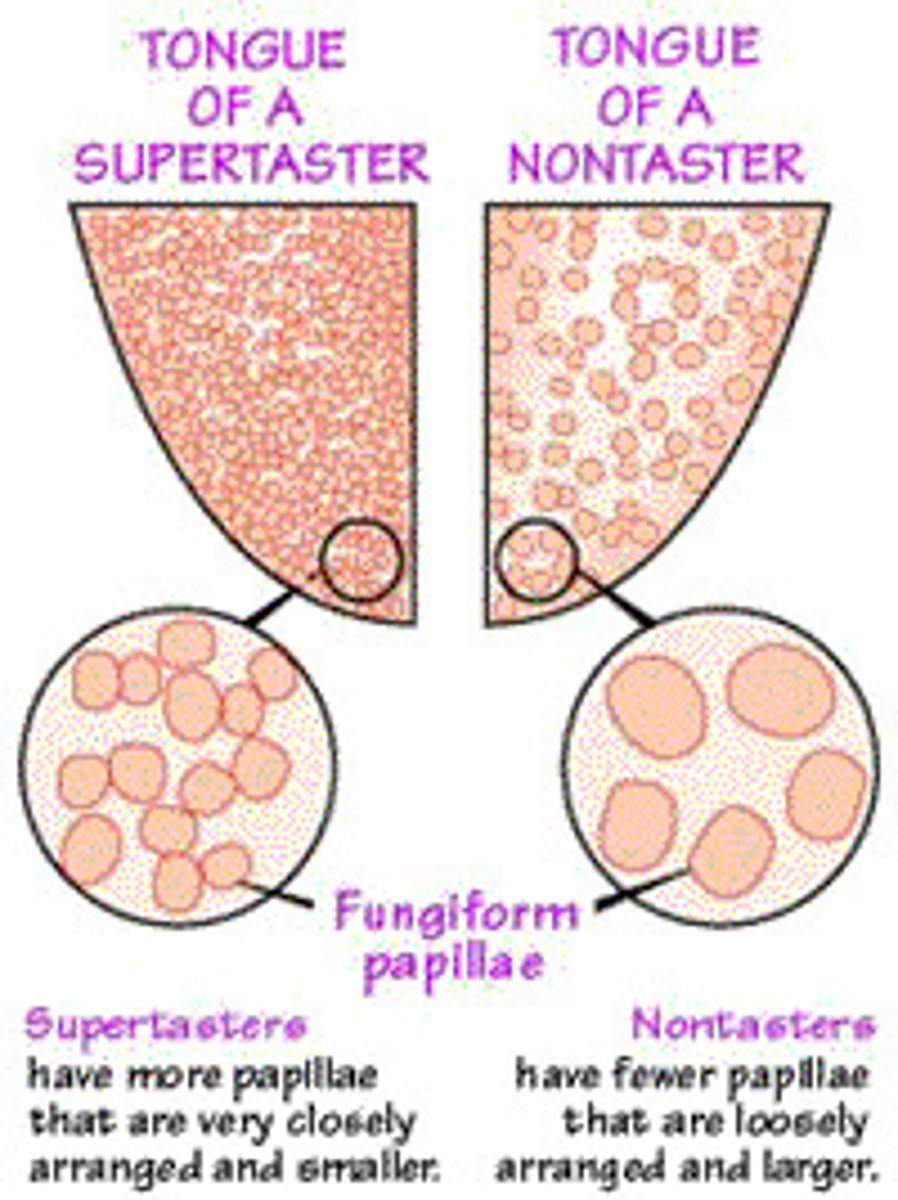 <p>has more than 35 paplilae in a hole punch</p>