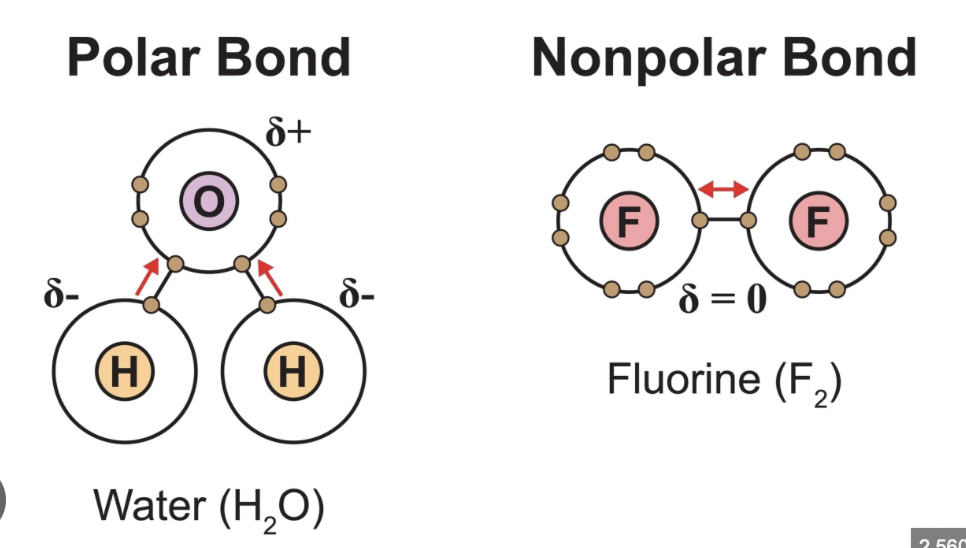 <p>Polar bonds arise from electronegativity differences, giving dipoles; nonpolar bonds have little or no difference in electronegativity leading to even electron distribution.</p>