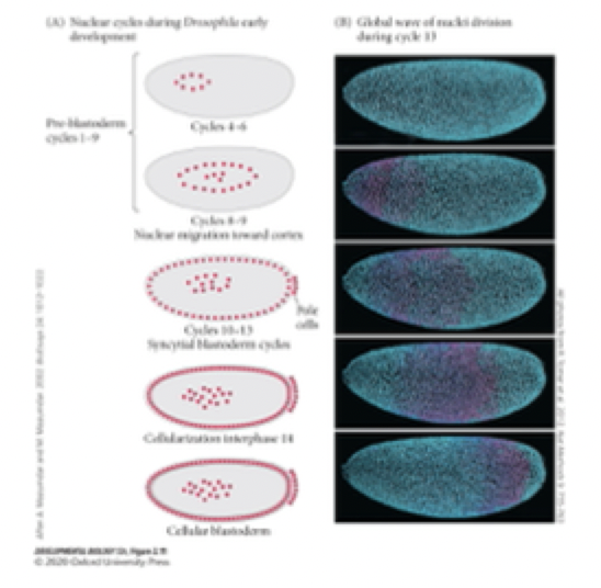 <p>syncytial specification: </p><p>Larvae: at this stage of development there are red nuclei</p><ul><li><p>Single egg with many different. nuclei on their own</p></li></ul><p><strong>If nuclei can divide how can they adopt different fates that will define different parts of the embryo?</strong></p><p><strong>what are autonomous and conditional specification factors?</strong></p>