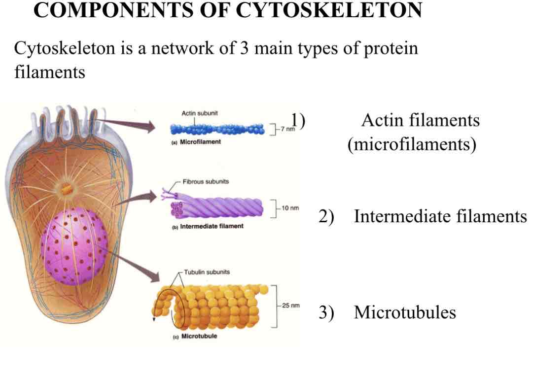 <ul><li><p>Actin filaments </p></li><li><p>Intermediate filaments </p></li><li><p>Microtubules </p></li></ul>