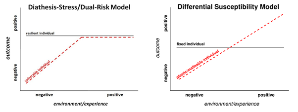 <p>individuals vary in their sensitivity to environmental influences, both positive and negative </p><p>Belsky - some people are more ‘plastic’/susceptible, and affected by their environment </p><ul><li><p>orchid vs dandelion analogy</p><ul><li><p>orchids - highly sensitive, flourish in supportive environments, but struggle in adverse ones </p></li><li><p>dandelions - less sensitive, capable of adapting to a wider range of environments </p></li></ul></li></ul><p></p>