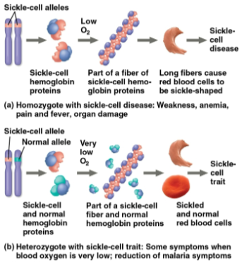 <p>Sickle-cell disease</p>