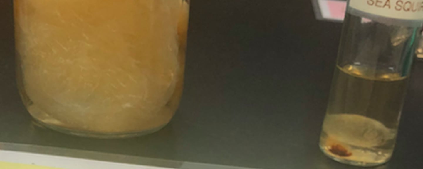 <p>sea squirt &amp; tunicates</p>