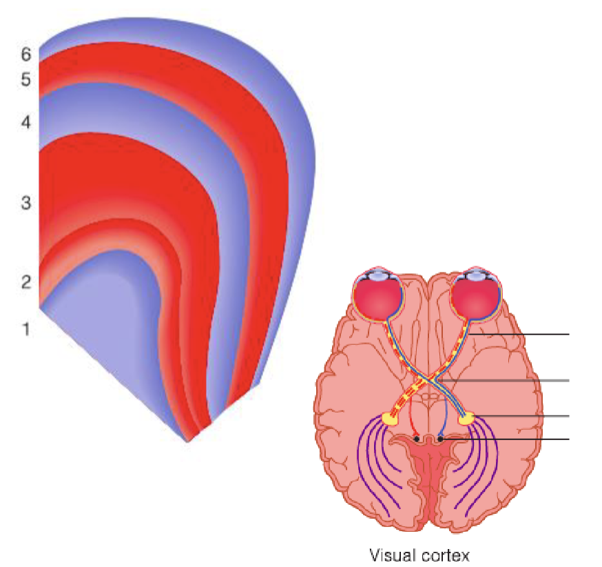 <p>Organized into 6 layers, each layer receiving information from one eye</p><ul><li><p>Layers 2, 3, 5 ipsilateral (same side)</p></li><li><p>Layers 1, 4, 6 contralateral (opposite side)</p></li></ul><p></p>