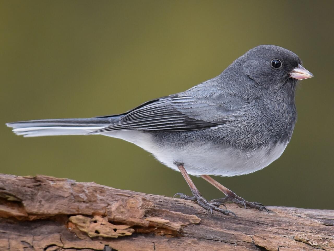 <p>Slate-gray (or brown) sparrow with white belly and flashing white outer tail feathers.</p>