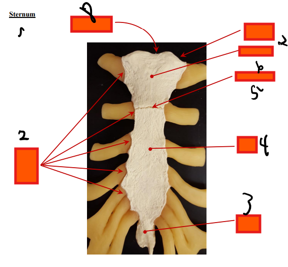 <p>Sternum</p>