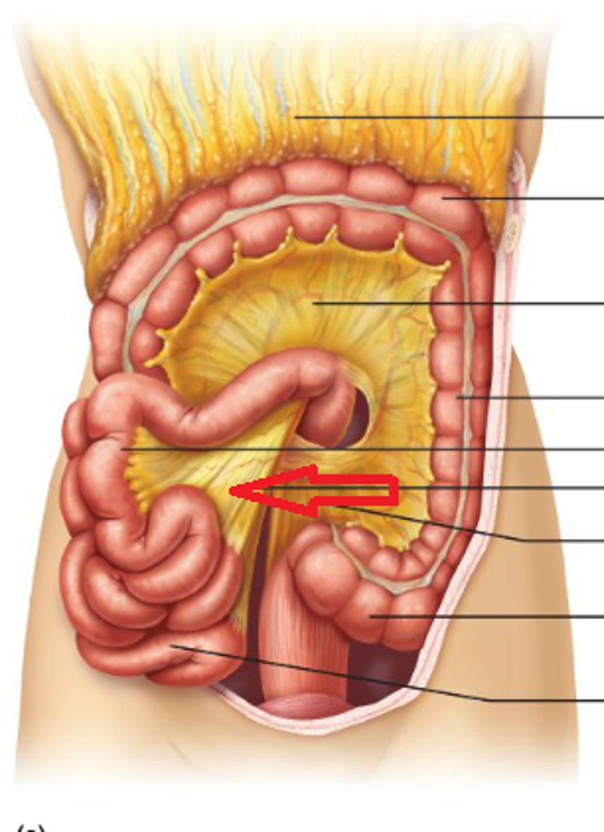<p>Fold of tissue that attaches organs to the body wall, supplying them with blood vessels, nerves, and lymphatics.</p>