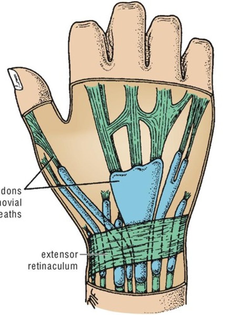 <p>A tubular bursa that surrounds a tendon.</p>