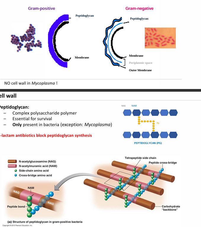 <p>Por fuera de la membrana celular</p><p>Función:</p><ul><li><p>Mantiene la integridad de la célula </p></li><li><p>Le da forma a la célula</p></li></ul><p>La pared celular permite dividir las bacterias en gram positivo y negativo</p><ul><li><p>Tinción de gram permite ver diferencias en la pared de estos dos tipos</p></li></ul><p>La pared bacteriana está hecha de:</p><ul><li><p>peptidoglicanos (glúcidos y aa), que es un polisacárido que mediante unas cadenas polipeptídicas forman:</p><ul><li><p>Una red tridimensional muy resistente (enlaces peptídicos)</p></li></ul></li></ul><p>Los peptidoglicanos sólo se encuentran en bacterias (excepto <em>mycoplasma</em>)</p><p>Es la diana de muchos antibióticos como la penicilina</p><p>Qué hacen los antibióticos betalactámicos?</p><ul><li><p>Bloquean la síntesis de peptidoglicano</p></li></ul><p>Muchos de los antibióticos que usamos a nivel clínico actúan aquí y por eso es relevante</p><ul><li><p>No afectará a nuestras células porque como hemos comentado, este peptidoglicano sólo se encuentra en las bacterias</p></li></ul><p>Excepción: </p><ul><li><p>las Mycobacterias (mycoplasma) tienen una pared celular muy diferente a las que hemos comentado.</p><ul><li><p>Tienen en su pared los <strong>ácidos micólicos</strong>, que son ácidos grasos de cadena muy larga que están en la superficie y esto hace que la superficie sea muy hidrofóbica (no se tiñen con la tinción de Gram), además de hacerlos microorganismos muy resistentes. </p></li><li><p>Qué tinción necesitamos entonces?</p><ul><li><p>Necesitamos la tinción de Ziehl-Neelsen que es especial para estas. </p></li></ul></li><li><p>La barrera de la membrana externa la sobrepasan algunas moléculas hidrofílicas pasando por las porinas, es decir, permiten su paso en las bacterias gram negativas</p></li></ul></li></ul><p></p>
