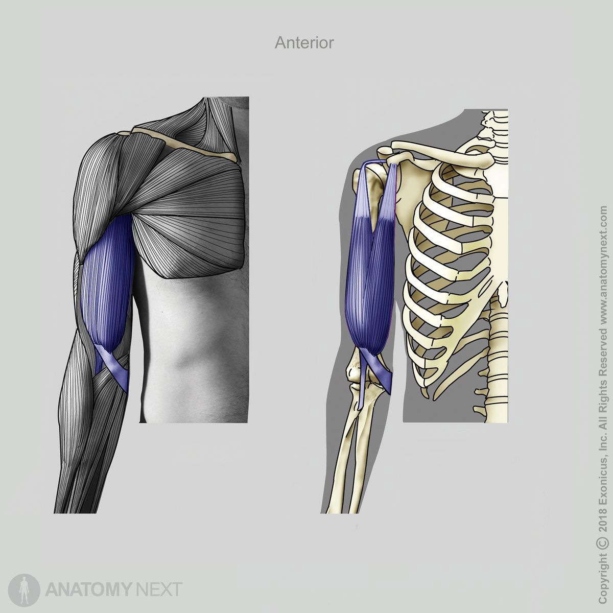 <p>What muscle is this?</p>