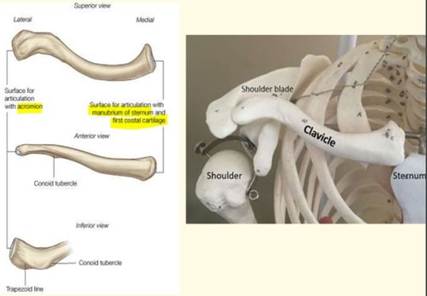 <p>Transmits mechanical force from the upper limb to the trunk. Transmits force to axial skeleton.</p><p>Clavicle acts as a strut that keeps the limb away from the trunk so that it has maximum freedom of movement.</p>