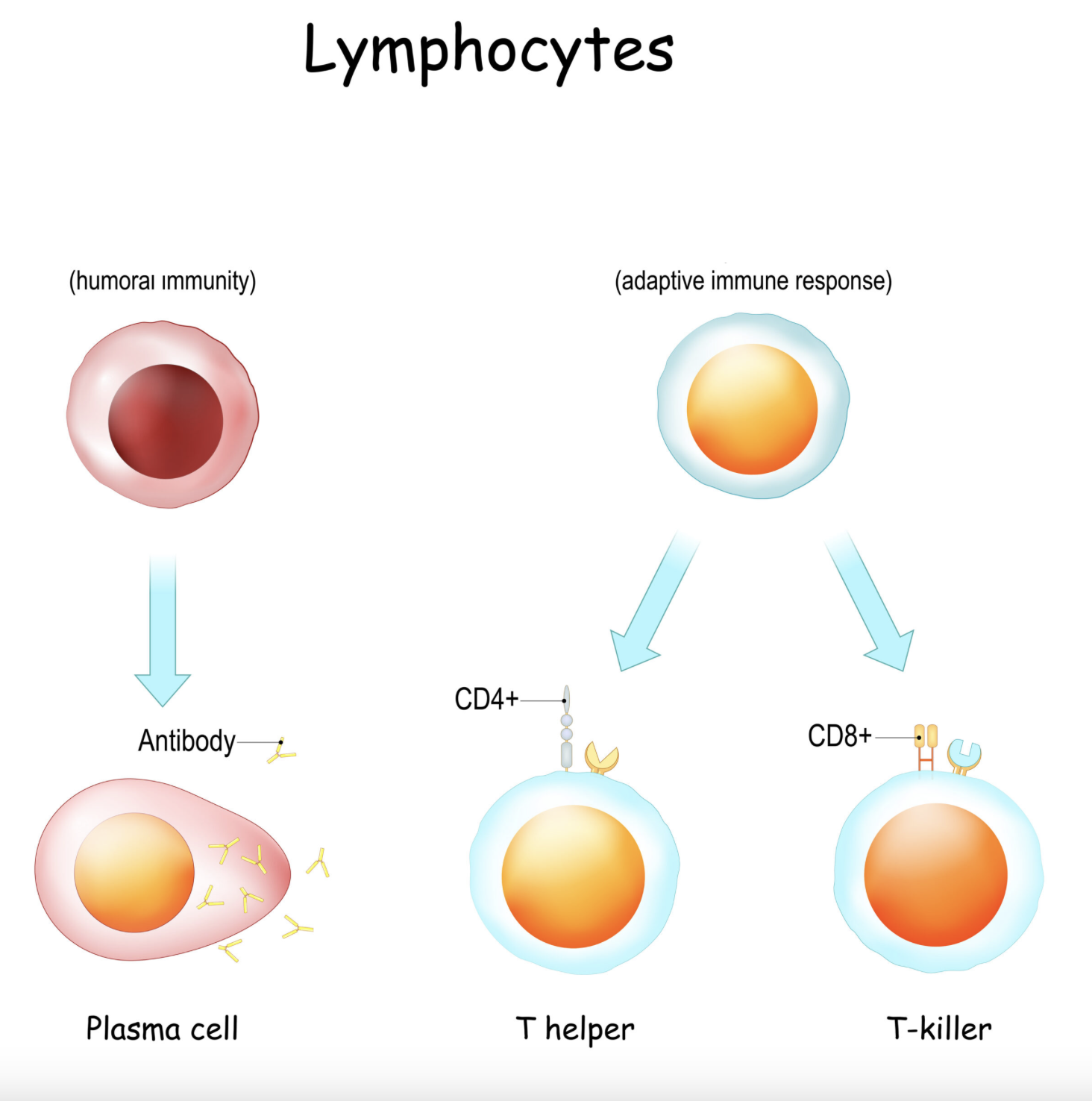 <p>function of the lymphocytes and how do they differ?</p>