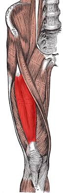 extensor of the leg