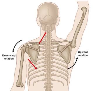 <p>Produces superior movement.</p>