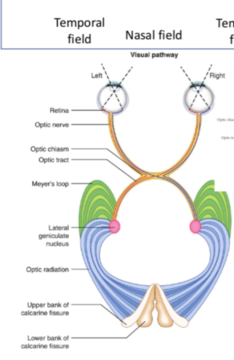 <p>Optic tract (posteriorly)</p>