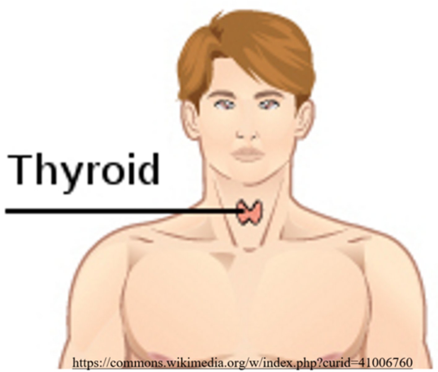 <p>thyroid gland</p>