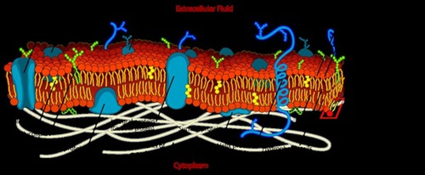 <p>A double layer of phospholipids formed when the lipid layer is agitated.</p>
