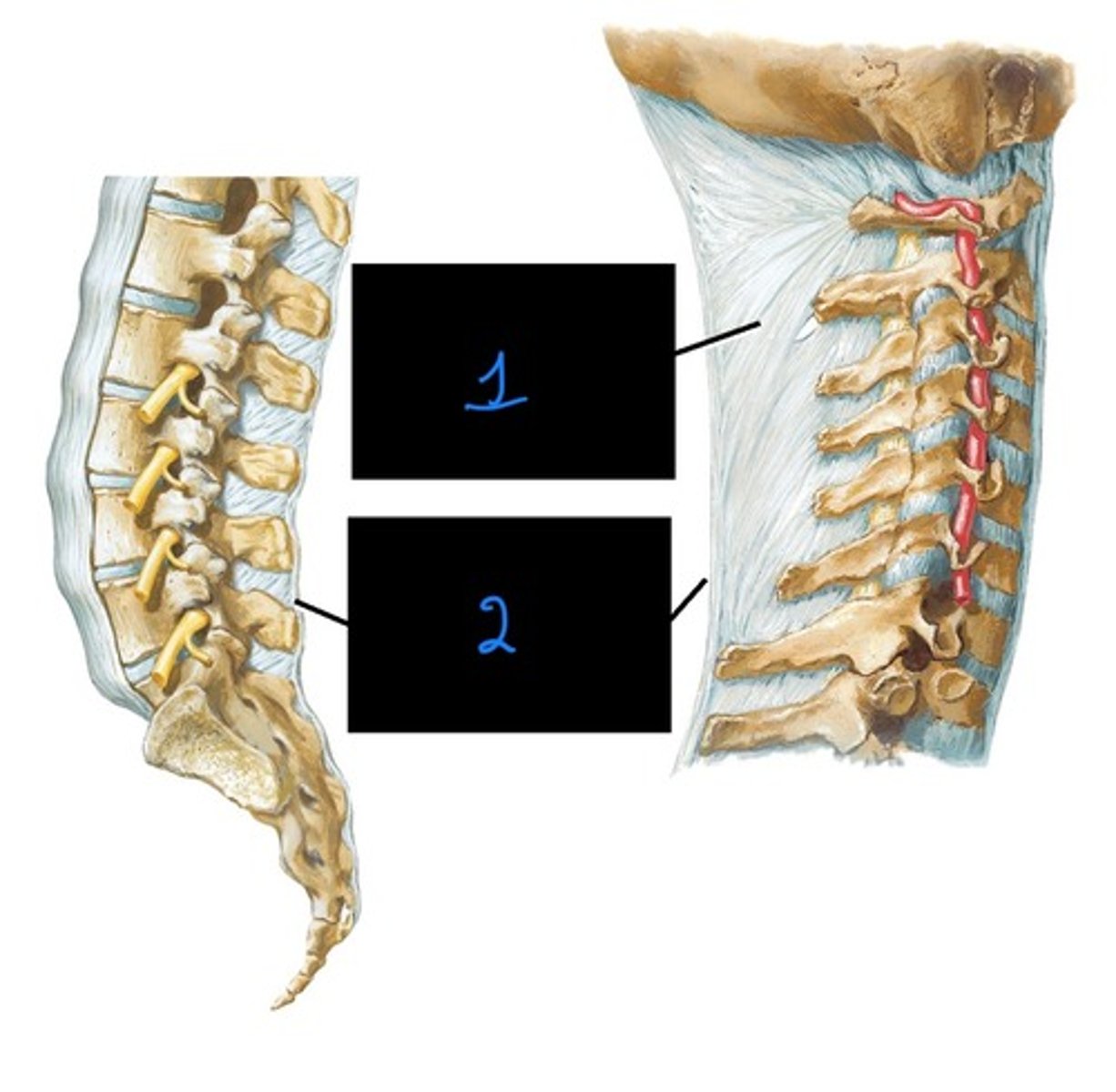 <p>what is image 2?</p>