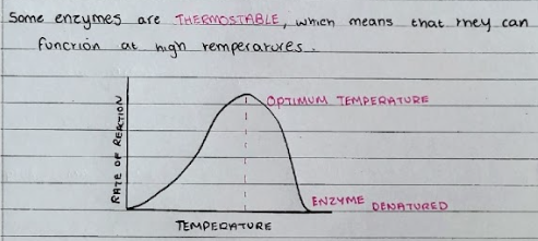 <ul><li><p>Higher Temperature = More Kinetic Energy --&gt; Therefore more successful collisions between the enzymes and substrates = more enzyme-substrate complexes = more product.</p></li><li><p>After the optimum temperature, the rate of reaction decreases.</p></li><li><p>High Temperatures break the hydrogen, ionic and disulphide bonds within the tertiary structure, altering the shape of the active site. This means it is no longer complimentary to the substrate so ES complexes cannot form.</p></li></ul>