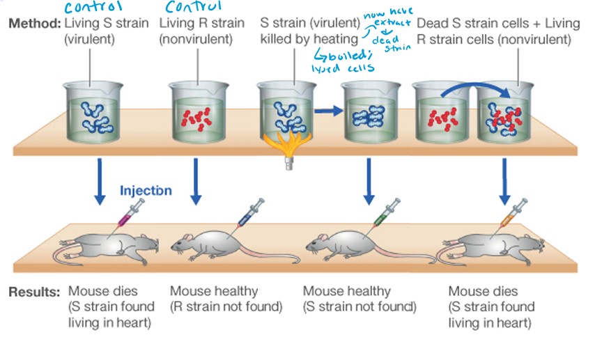 <p><span>1.)</span><span style="font-size: 7pt; font-family: Times New Roman">&nbsp;&nbsp;&nbsp; </span><span>Control: Living S strain injected into mouse; mouse dies</span></p><p class="MsoListParagraphCxSpMiddle"><span>2.)</span><span style="font-size: 7pt; font-family: Times New Roman">&nbsp;&nbsp;&nbsp; </span><span>Control: Living R strain injected into mouse; mouse lives</span></p><p class="MsoListParagraphCxSpMiddle"><span>3.)</span><span style="font-size: 7pt; font-family: Times New Roman">&nbsp;&nbsp;&nbsp; </span><span>S strain killed by heating and injected into mouse; mouse lives</span></p><p class="MsoListParagraphCxSpLast"><span>4.)</span><span style="font-size: 7pt; font-family: Times New Roman">&nbsp;&nbsp;&nbsp; </span><span>Dead S strain cells and Living R strain cells injected into mouse; mouse dies</span></p>
