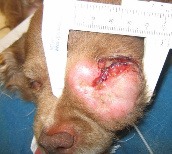 <p>For high-risk, metastatic, or recurrent disease; as adjuvant therapy.</p>