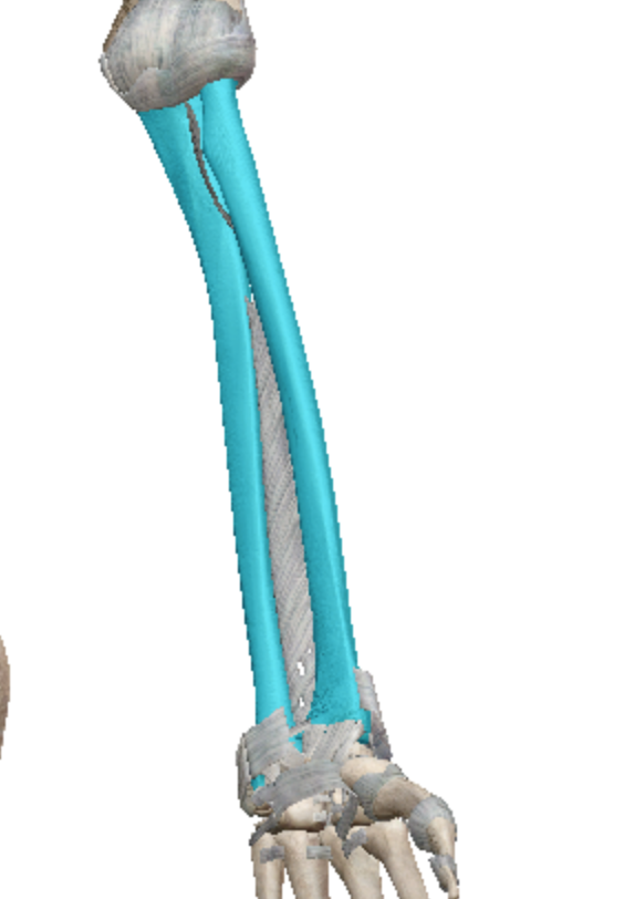 <p>long bone</p><p>(radius inside, ulna outside)</p>