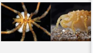 <p>The<strong>&nbsp;egg carrying organ</strong>&nbsp;in male Sea spiders (class pycnogonida)</p><p>On 3rd pair of appendages</p>