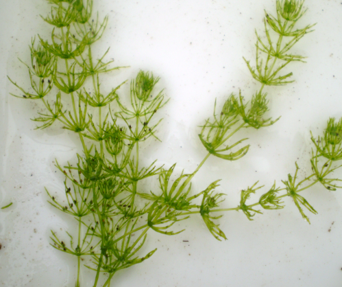 <p>Archaeplastida<br>Green Algae<br>Charophytes</p><p>Freeliving Autotroph</p><p>Complex Multicellular</p><p>Macroscopic Algae<br>Plasmodesmata<br>Thallus</p>