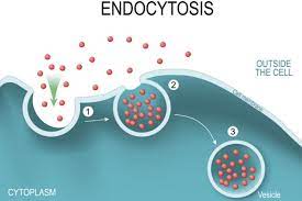 <p>-active transport/bulk transport of molecules into cells</p><p>-cell surface membrane bends inwards to surround molecule, forming a vesicle</p><p>-the vesicle pinches off and moves within the cytoplasm</p><p>-endocytosis can be classed as phagocytosis, when a solid moves in, or pinocytosis, when a liquid particle moves in</p><p>-this requires energy from ATP for cell to engulf and change shape around material</p>