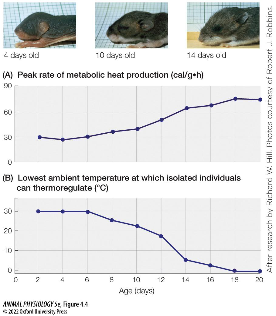 <p>•The ability to endothermically thermoregulate is a major adaptive trait of mammals</p><p>•Juvenile mammals are small, often naked, and with a greater surface area to volume ratio, making it harder for them to thermoregulate</p>
