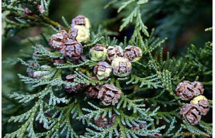 <p>Flat really tall pointing UP SOCCER BALLSSSS</p>