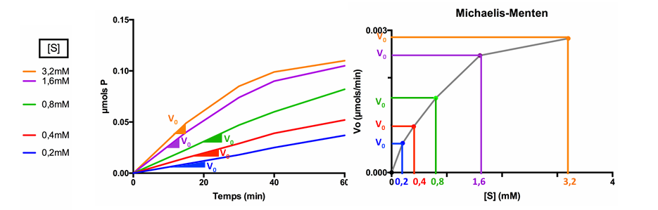 <p>Quina diferència hi ha entre aquestes dues gràfiques?</p>