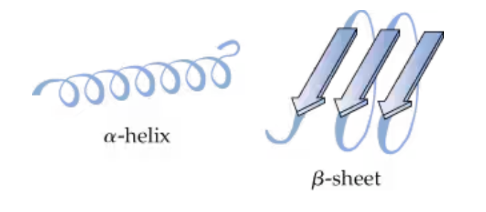 <p>What forces hold a secondary protein structure together?</p>