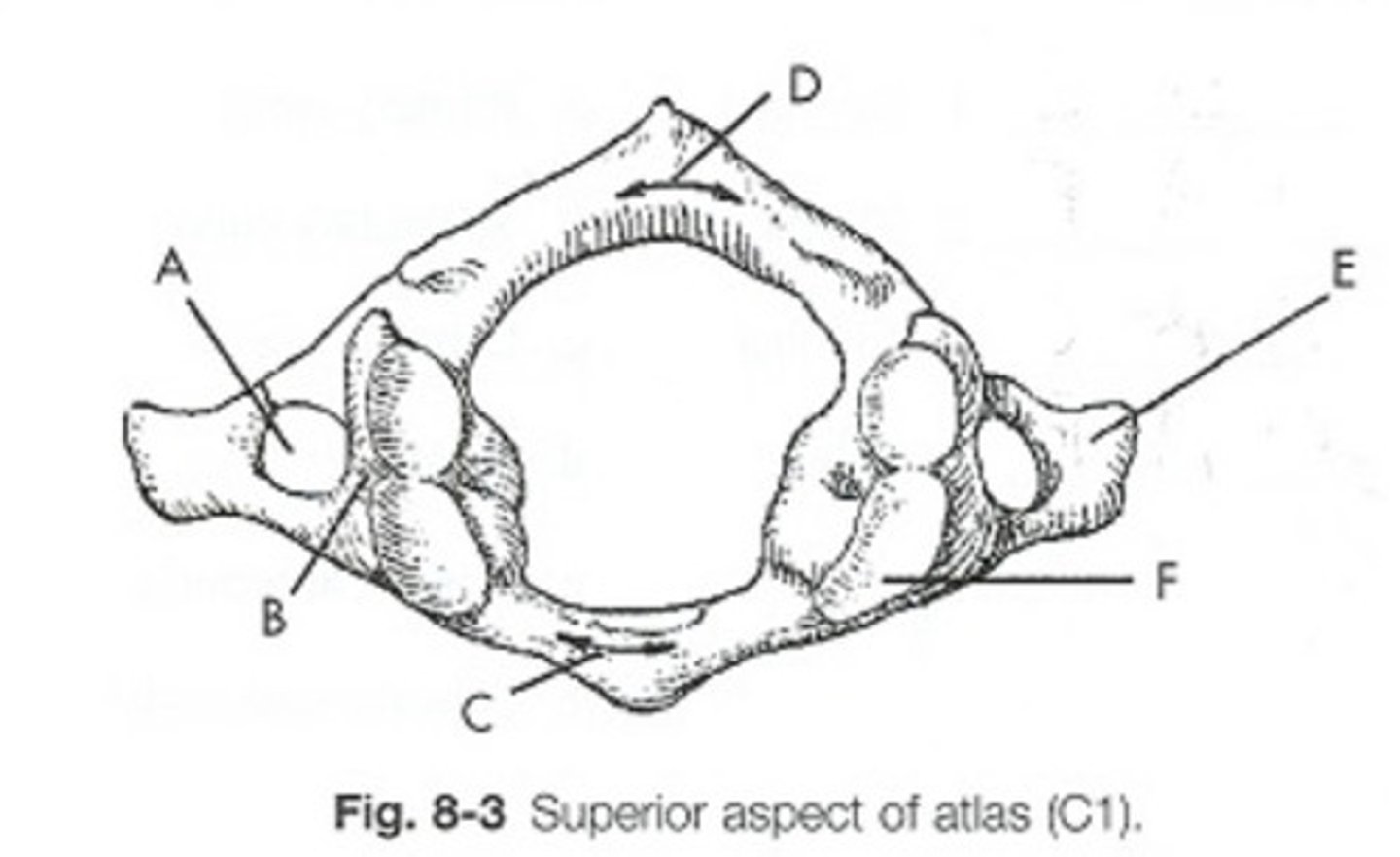 <p>What is letter D?</p><p>posterior arch</p><p>anterior arch</p><p>lamina</p><p>pedicle</p>