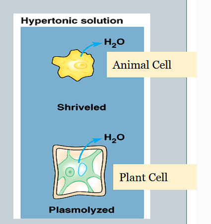 <p>Plasmolysis </p>