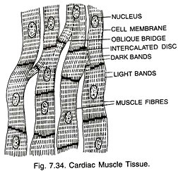<ul><li><p>long cylindrical shape</p></li><li><p>multiple nuclei</p></li><li><p>visible bards capable of shortening - produces involuntary movement</p></li><li><p>generates force and contract to control movement</p></li><li><p>contract to move body parts</p><ul><li><p>fast contractions</p></li></ul></li></ul><p></p>