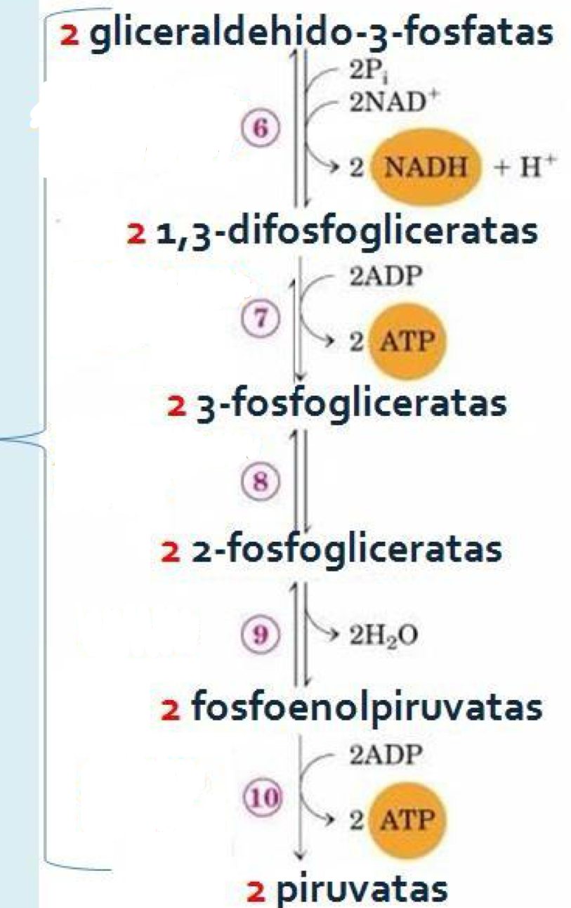 <p>8</p>