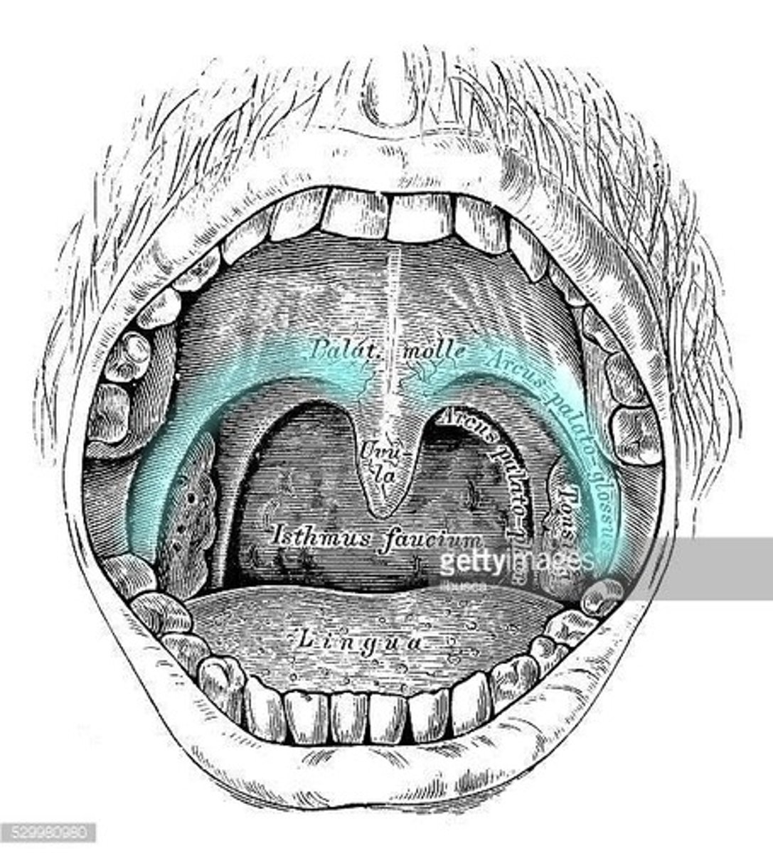 <p>Palatal aponeurosis</p>