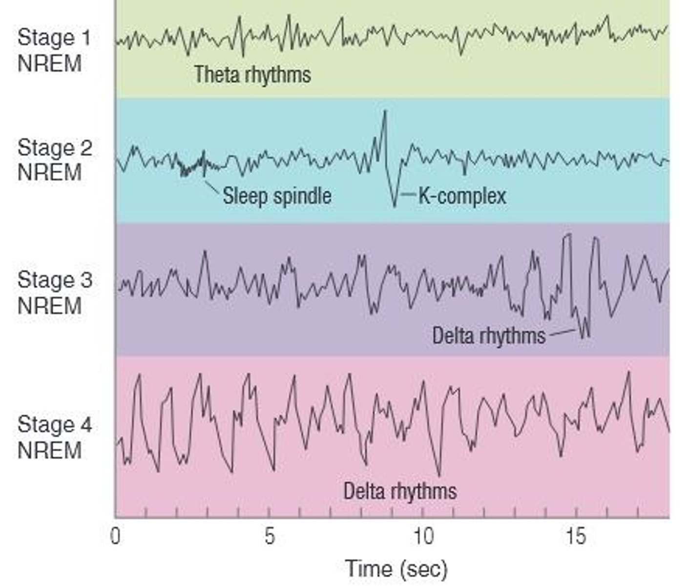 <p>Delta: 1-4 Hz; Theta: 4-8 Hz.</p>