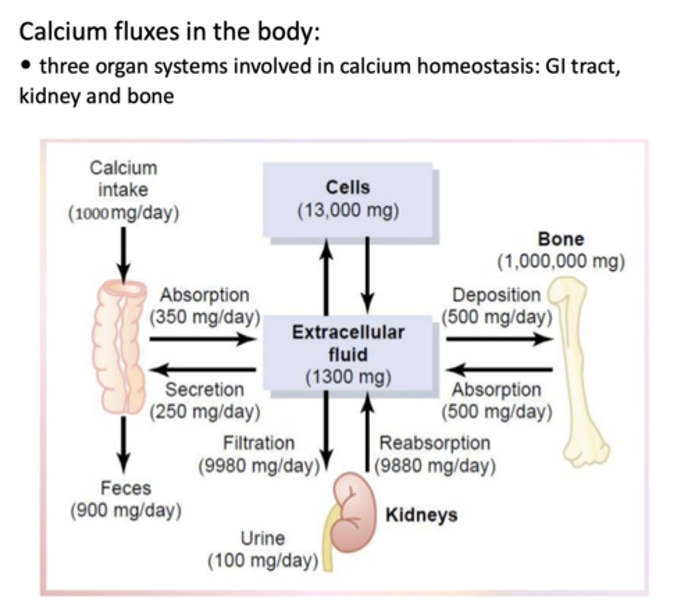 <p>- GI tract</p><p>- Kidneys</p><p>- Bone</p>