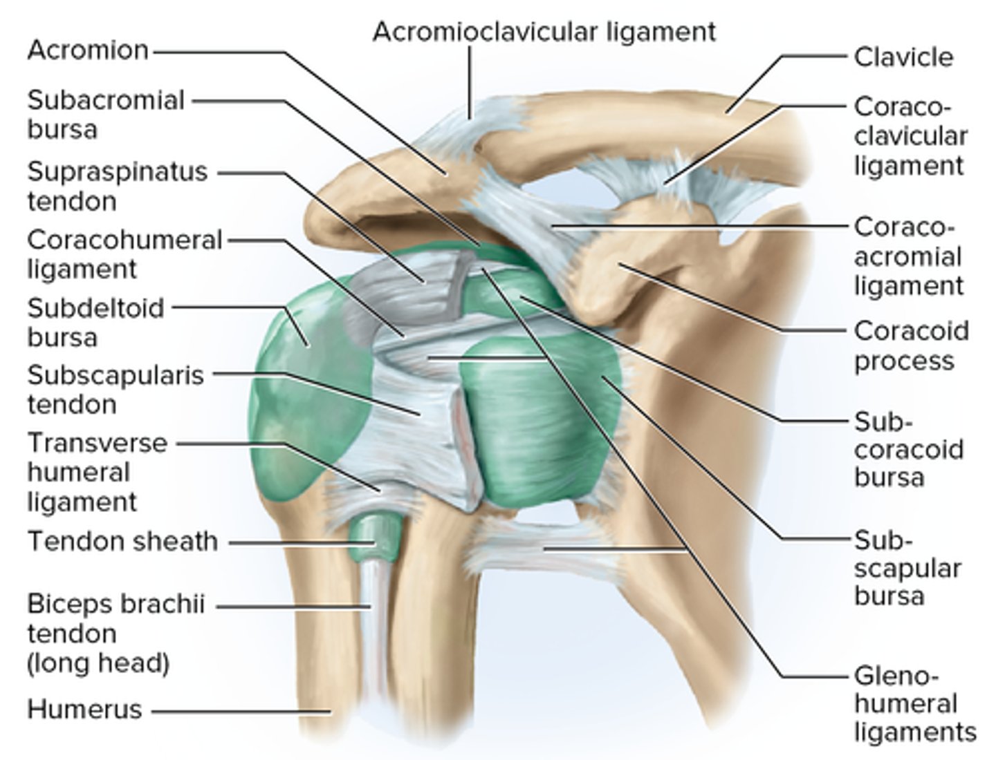 <p>where the hemispherical head of the humerus articulates with the glenoid cavity of the scapula</p>