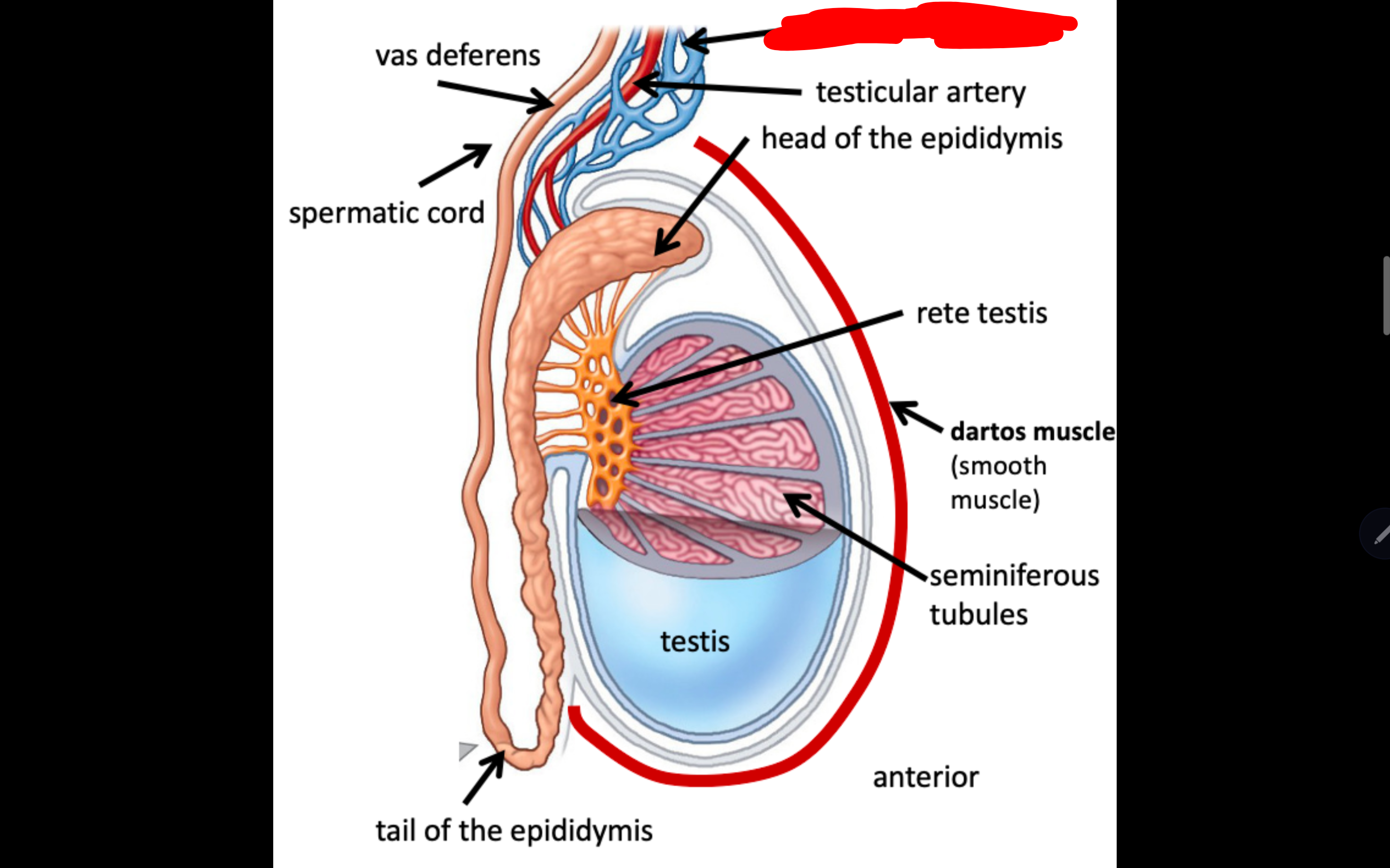 <p>Name the structure in red</p>