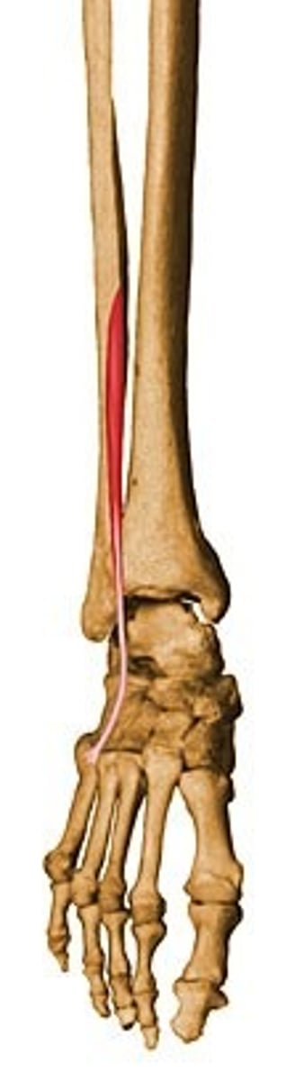 <p>continuous with EDL</p><p>-origin: distal anterior fibula, interosseous membrane </p><p>-insertion: dorsum of 5th metatarsal</p><p>-action: DF, eversion</p><p>-innervation: deep fibular nerve L4-L5</p>