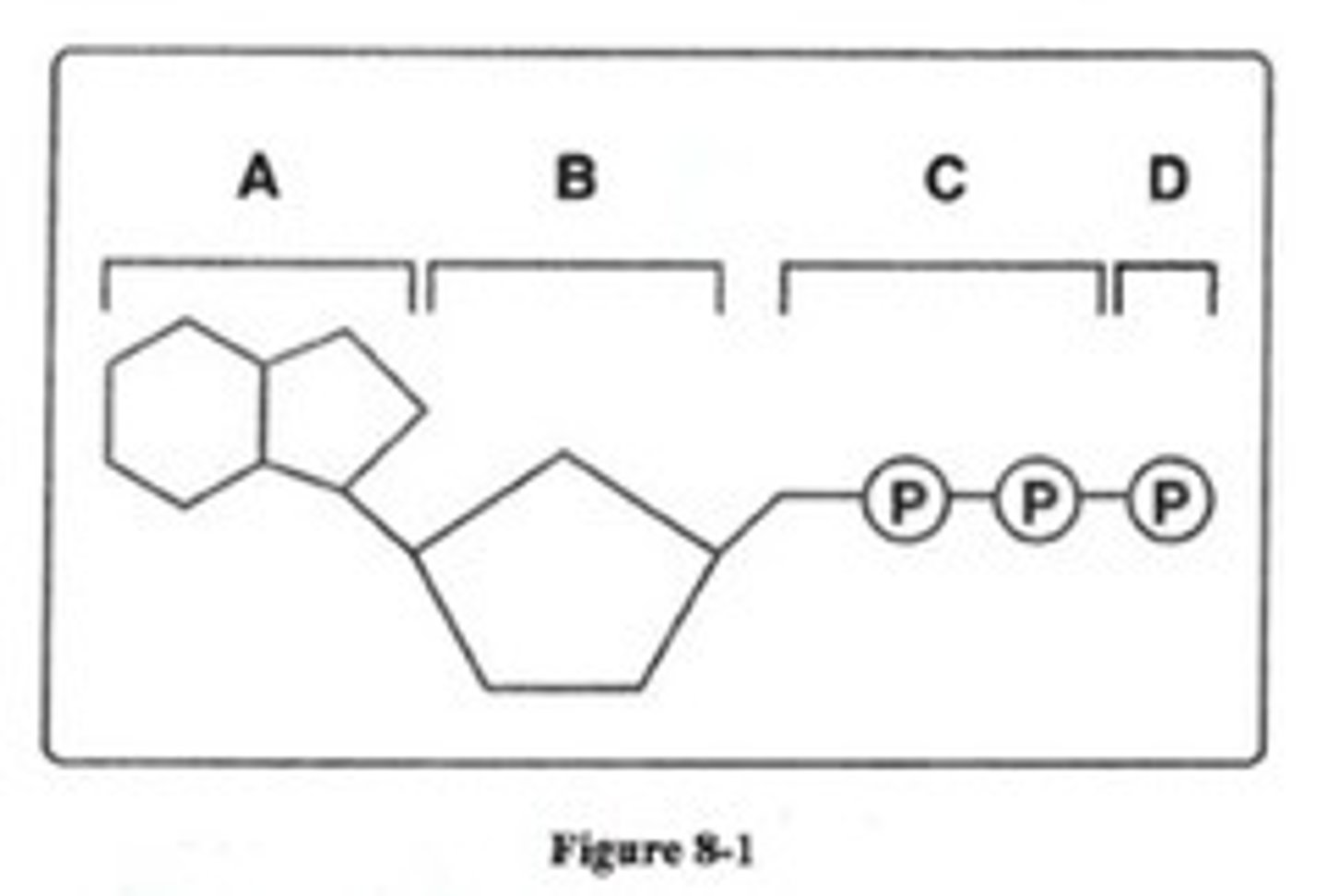 <p>C and D</p>