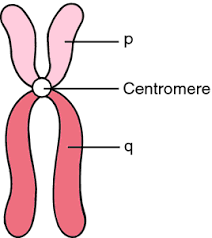 <p>p= petit and q= queue</p>